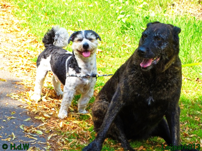 Beestenboel 26 juli 2024