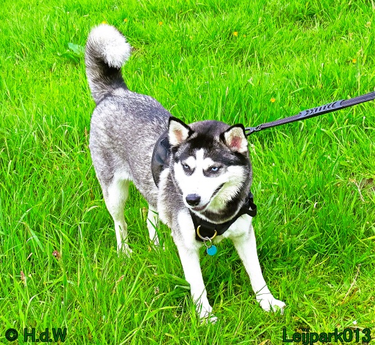 Beestenboel 12 mei 2024