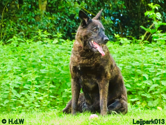 Beestenboel 7 juni 2024