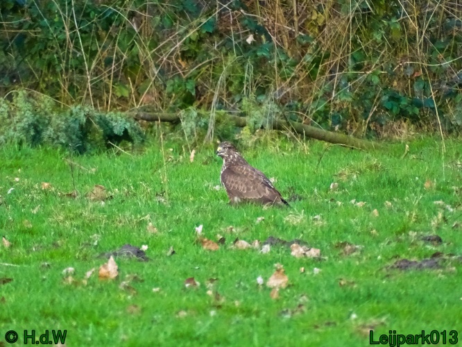Buizerd