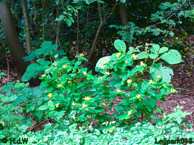 27 &amp; 28 &amp; 29 &amp; 30 juni 2024