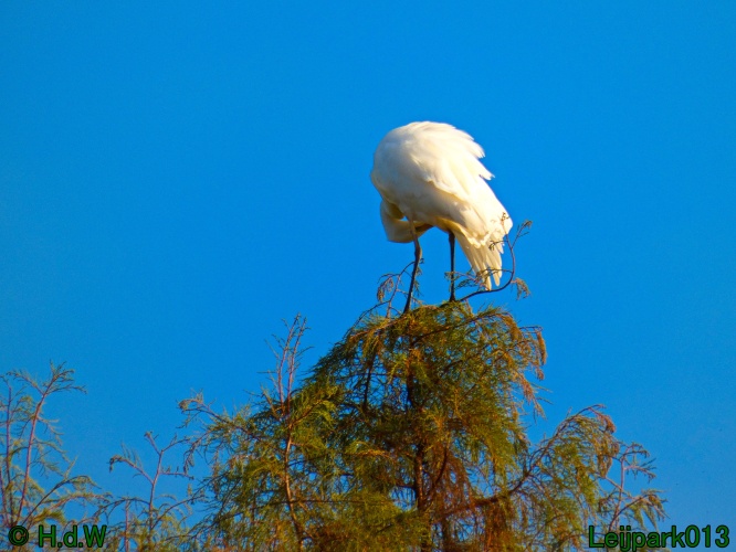 Zilverreiger in top in de boom