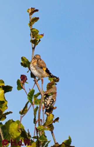 Landal Orveltermarke