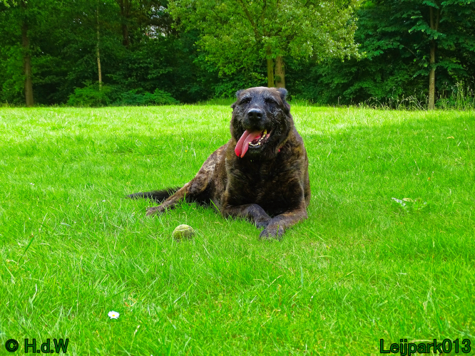 Beestenboel 7 juni 2024