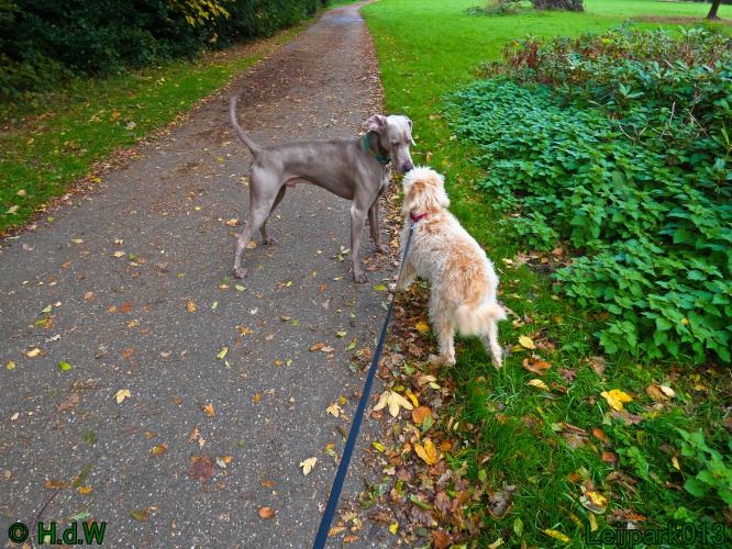 Beestenboel oktober 2025
