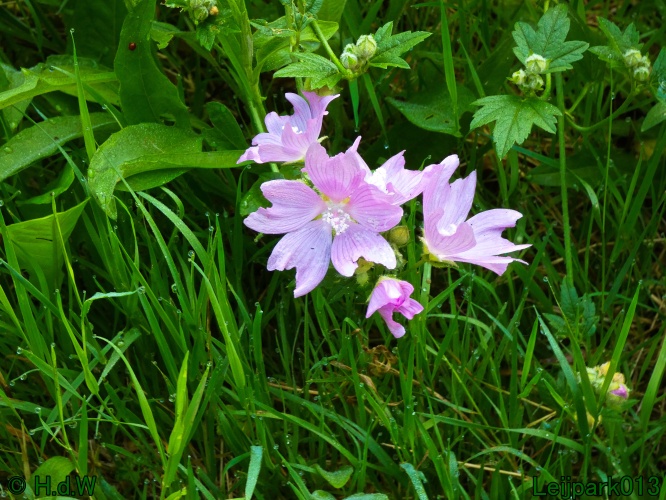 10 &amp; 11 &amp; 12 &amp; 13 augustus 2024