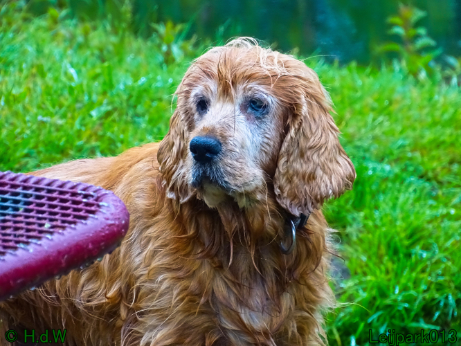 Beestenboel 7 juni 2024