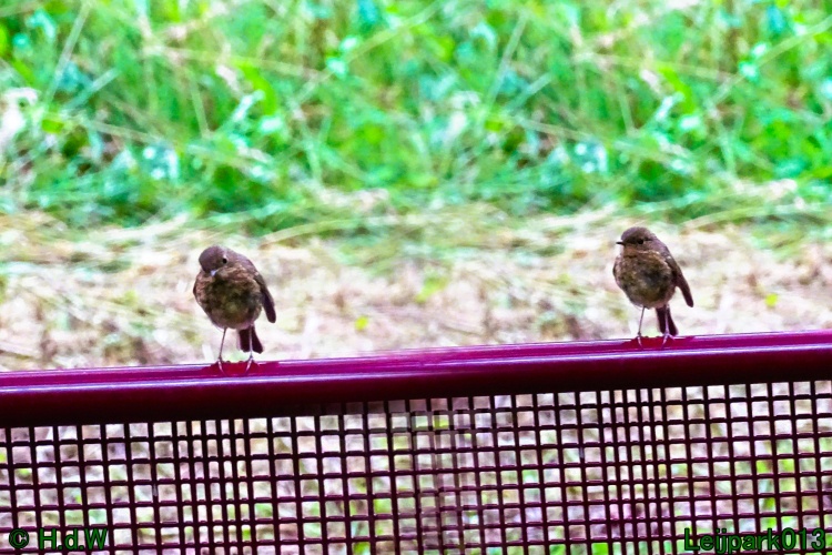 9 &amp; 10 &amp; 11 &amp; 12 juli 2024