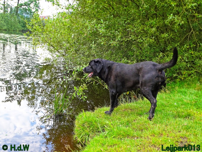 Beestenboel 26 juli 2024