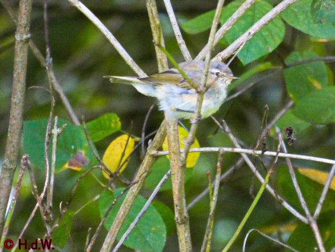 Landal Orveltermarke