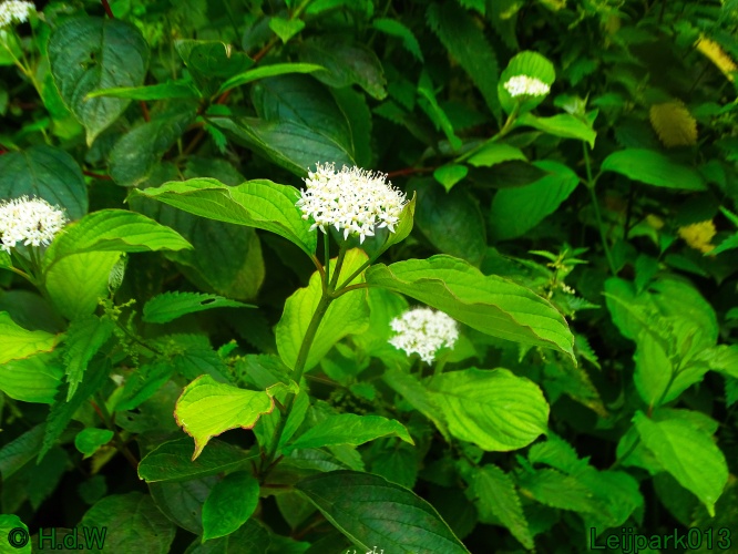 29 &amp; 30 &amp; 31 juli &amp; 1 augustus 2024