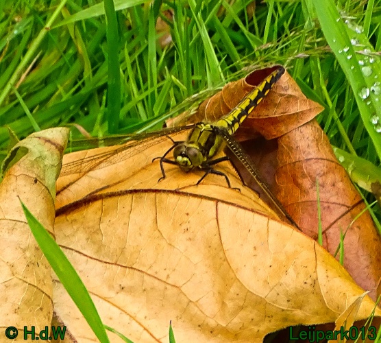 9 &amp; 10 &amp; 11 &amp; 12 juli 2024