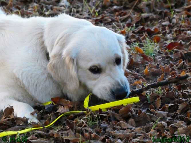Beestenboel december 2024