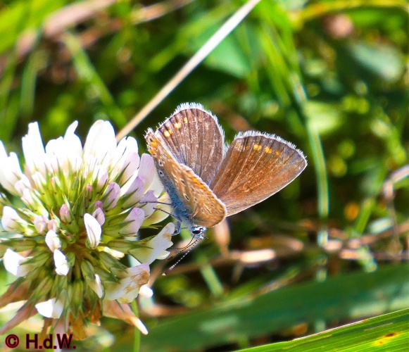 Landal Orveltermarke