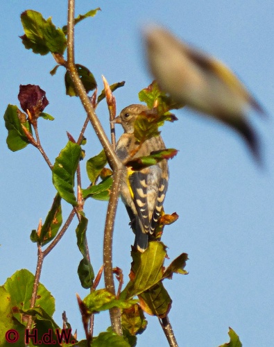 Landal Orveltermarke