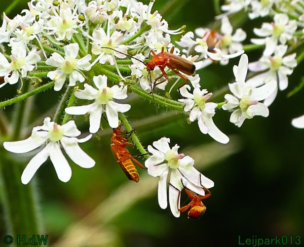 9 &amp; 10 &amp; 11 &amp; 12 juli 2024