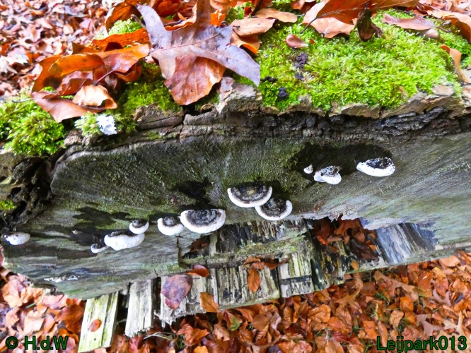 10 &amp; 11 &amp; 12 &amp; 13 november 2024