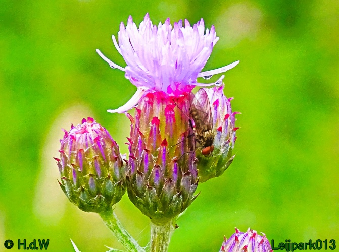 5 &amp; 6 &amp; 7 &amp; 8 juli 2024