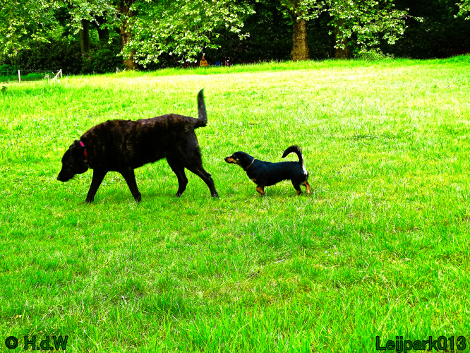 Beestenboel 7 juni 2024