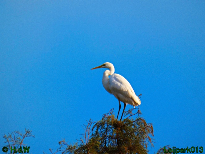 Zilverreiger in top in de boom