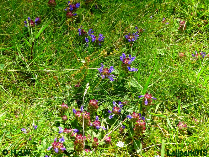 9 &amp; 10 &amp; 11 &amp; 12 juli 2024