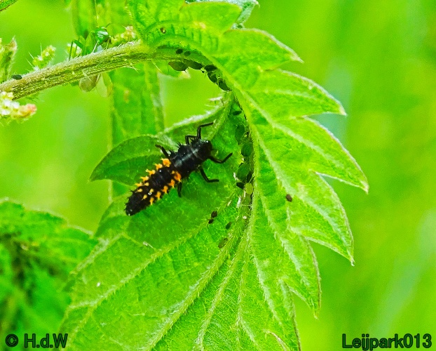 11 &amp; 12 &amp; 13 &amp; 14 juni 2024