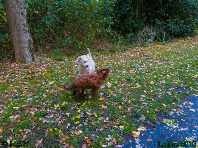 Beestenboel oktober 2025