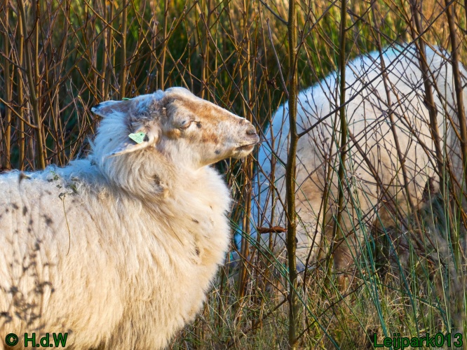 Schaapjes in het Leijpark