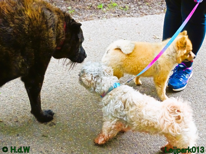 Beestenboel 12 mei 2024