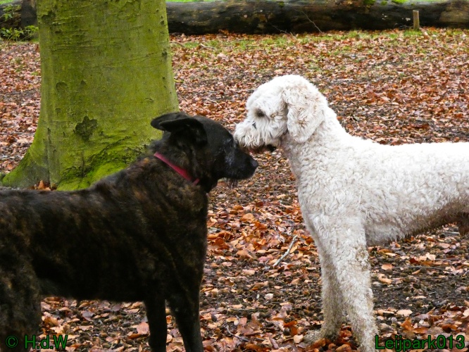 Beestenboel december 2024