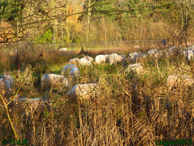 Schaapjes in het Leijpark