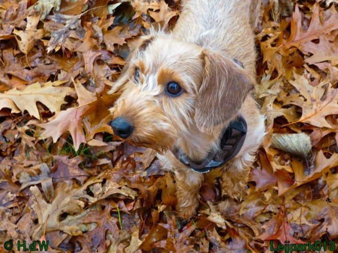 Beestenboel december 2024