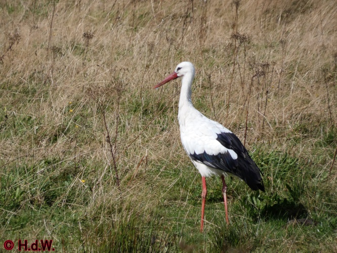 Landal Orveltermarke