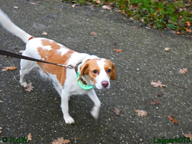 Beestenboel december 2024