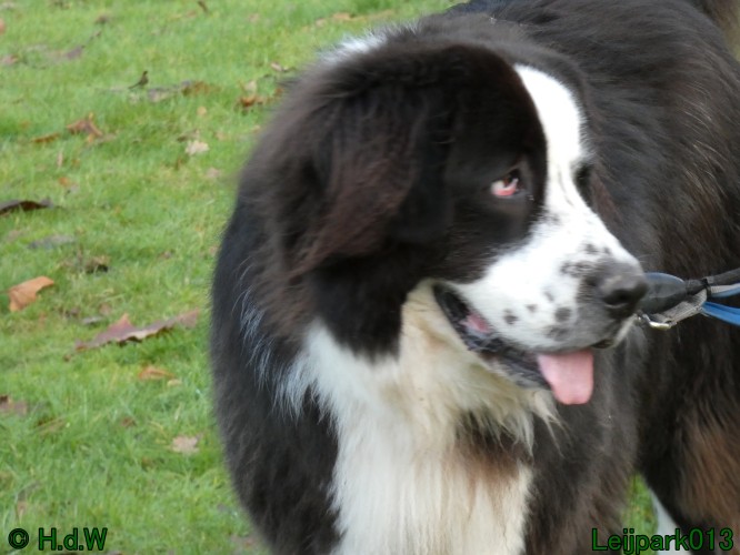 Beestenboel december 2024