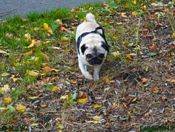 Beestenboel oktober 2025