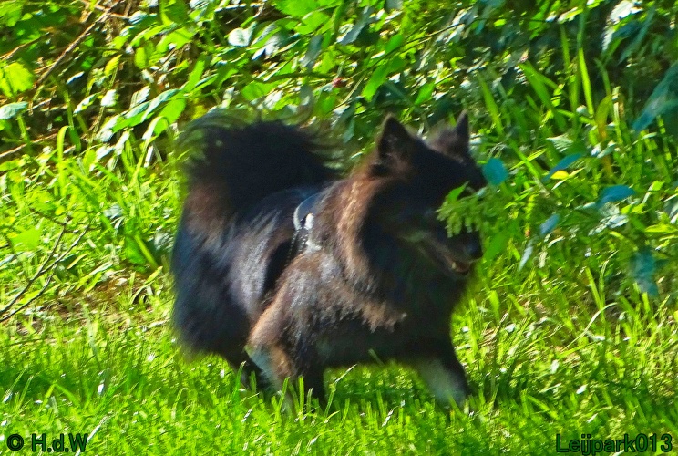 Beestenboel 26 juli 2024