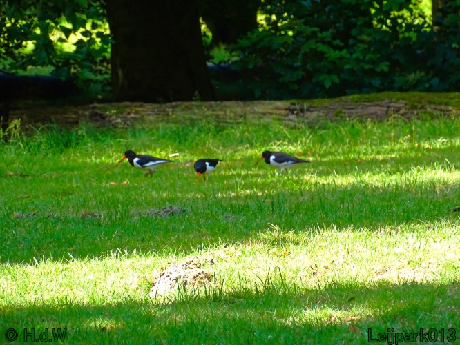 5 &amp; 6 &amp; 7 &amp; 8 juli 2024