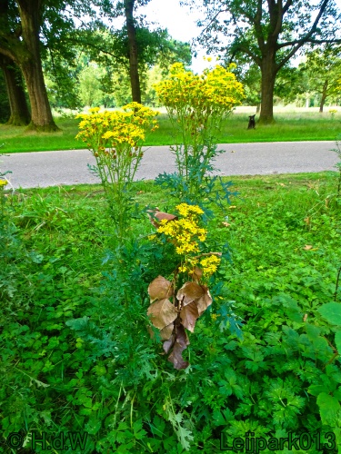 29 &amp; 30 &amp; 31 juli &amp; 1 augustus 2024