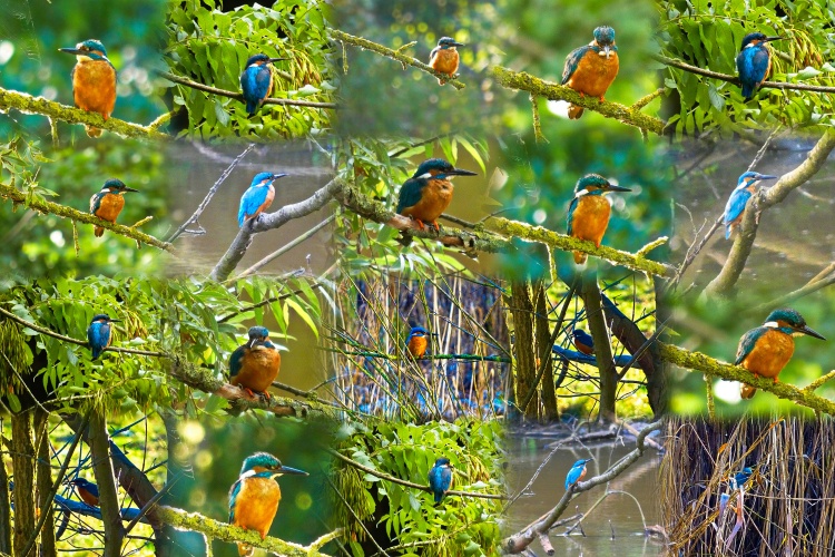 ijsvogel