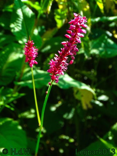 29 &amp; 30 &amp; 31 juli &amp; 1 augustus 2024