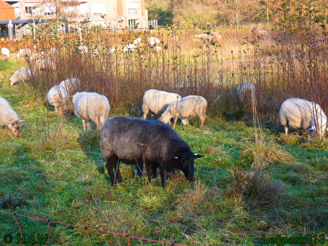 Schaapjes in het Leijpark