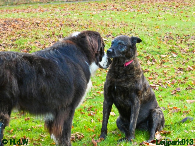 Beestenboel december 2024