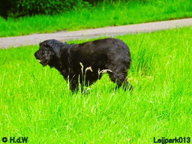 Beestenboel 7 juni 2024