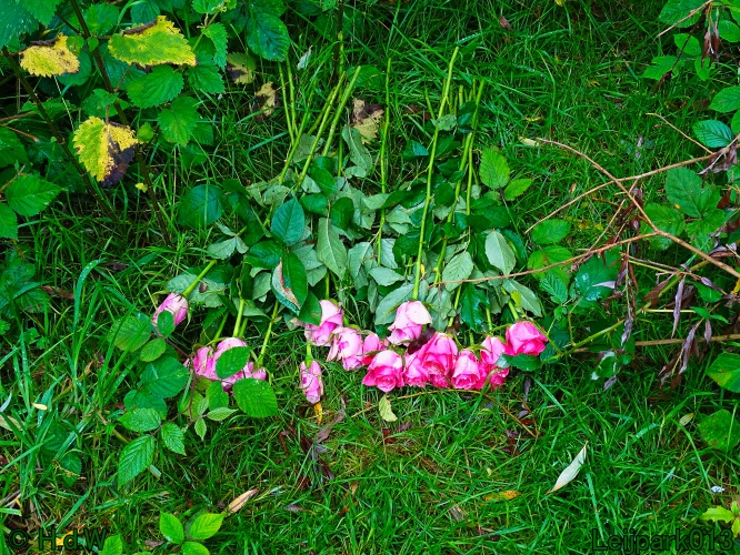 27 &amp; 28 &amp; 29 &amp; 30 juni 2024