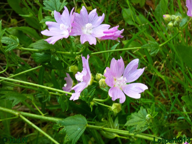 10 &amp; 11 &amp; 12 &amp; 13 augustus 2024