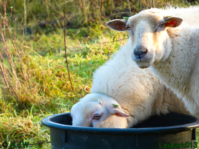 Schaapjes in het Leijpark