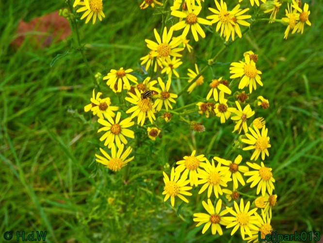 10 &amp; 11 &amp; 12 &amp; 13 augustus 2024