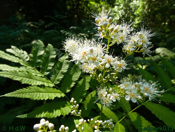 Lijsterbesspirea