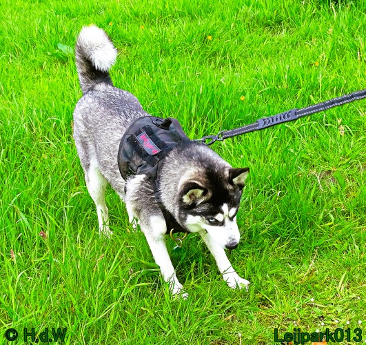 Beestenboel 12 mei 2024